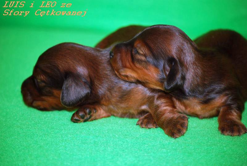 jamniki dlugowlose Chlopcy