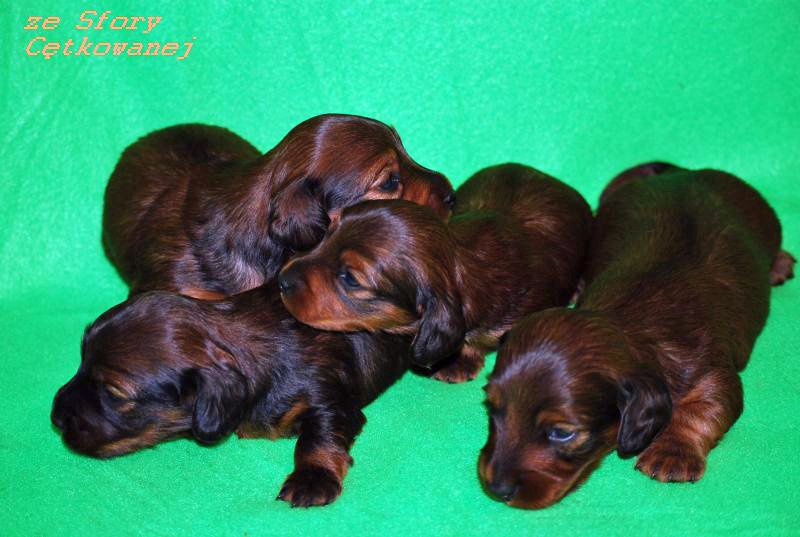 jamniki dlugowlose czworka 3