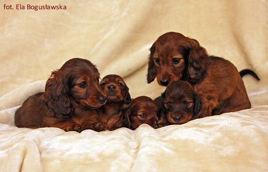 jamniki dlugowlose Ca a pi tka 6 ok p m