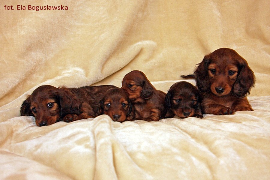 jamniki dlugowlose Ca a pi tka 9 ok p m