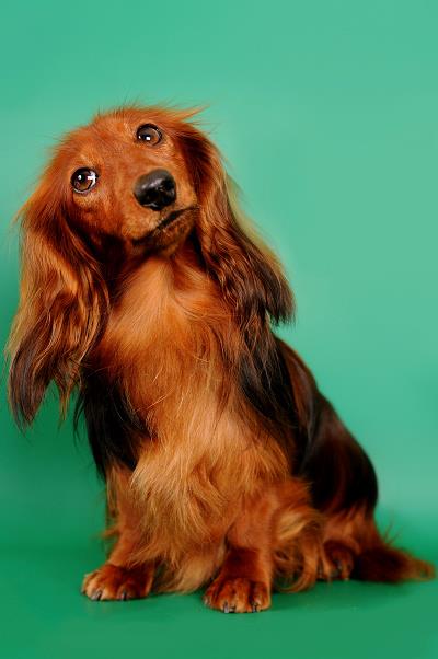 jamnik dlugowlosy kroliczy Pepinka 4