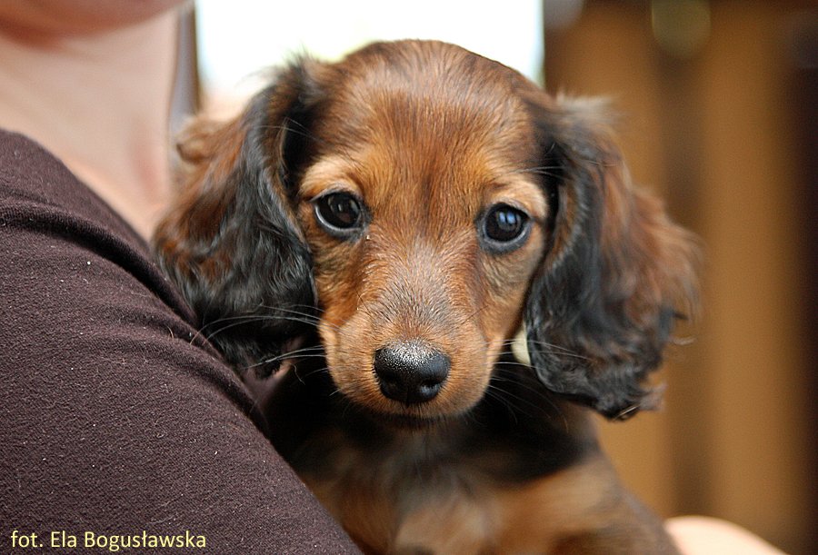 jamnik dlugowlosy kroliczy Inu 3 pm