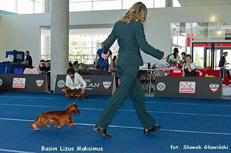 jamnik dlugowlosy kroliczy Basimek od S awka 2 ok p 800x600 