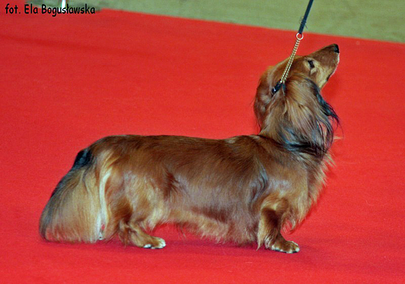 jamnik dlugowlosy kroliczy Klasa champion w psy Bussahagens Qosak 800x600 