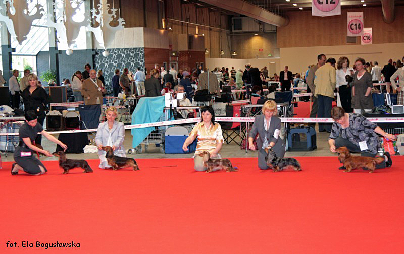 jamniki dlugowlose krolicze por wnanie o ras 3 800x600 