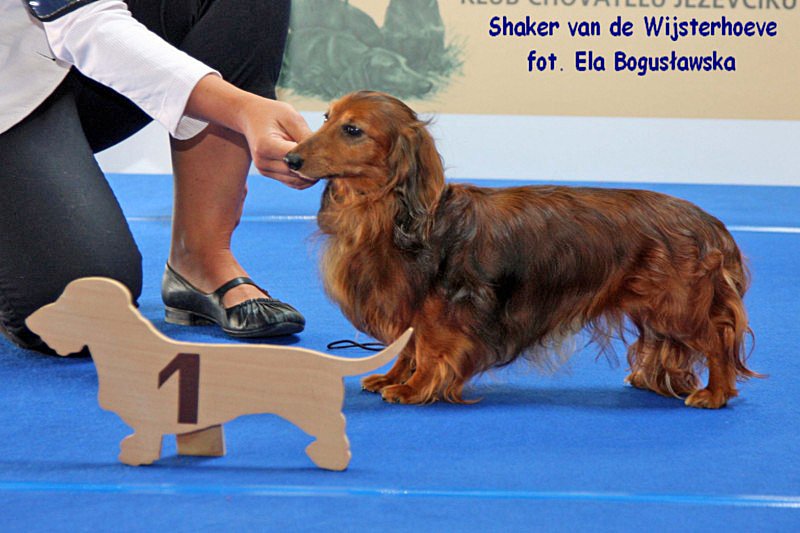 jamnik dlugowlosy Shaker van de Wijsterhoeve 2 ok z podpisem 800x600