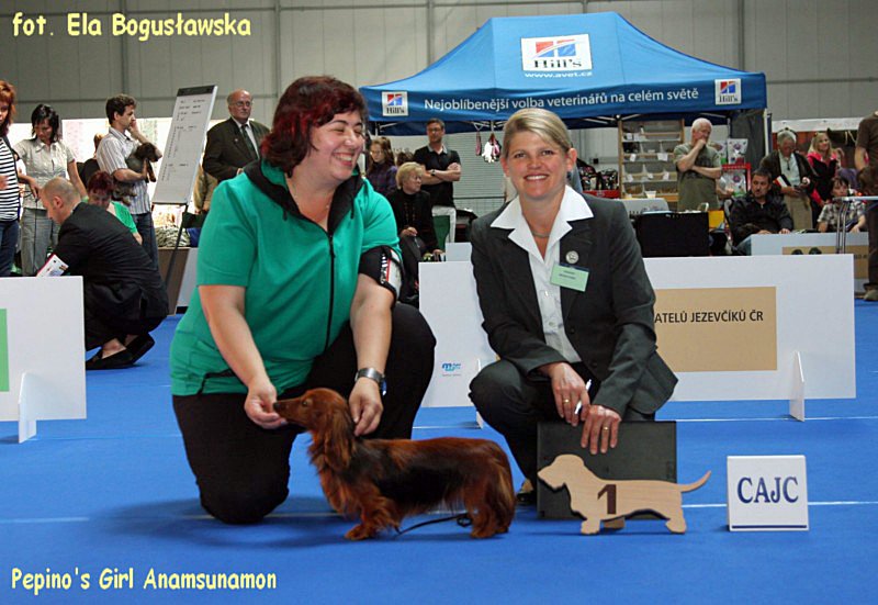 jamnik dlugowlosy kroliczy Pepino s Girl Anamsunamon z podpisem 800x600