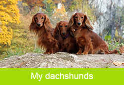 My dachshunds