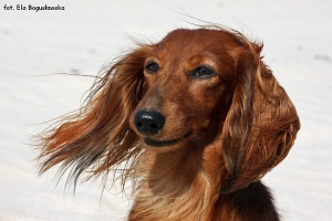 jamnik długowlosy króliczy