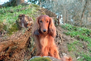 jamnik długowłosy króliczy