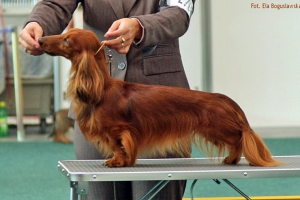 jamnik długowłsoy króliczy