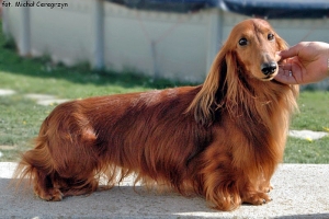 jamnik długowłosy króliczy