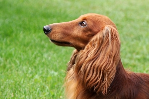 jamnik długowłosy królcizy