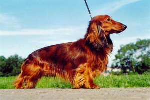 jamnik długowłosy miniaturowy