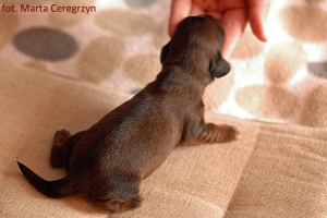 Maly jamnik dlugowlosy