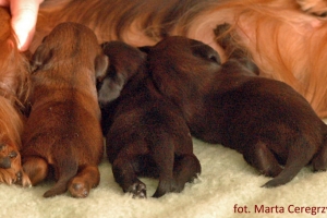 Miot jamnikow dlugowlosych