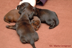 Szczenieta jamnikow dlugowlosych