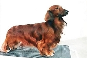 Jamnik dlugowłosy miniaturowy