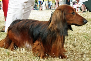 Jamnik długowłosy miniaturowy