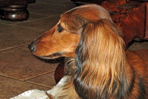 Jamnik długowłosy miniaturowy