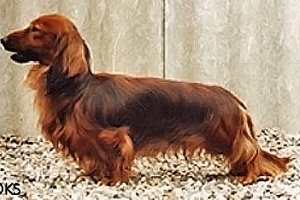 Jamnik długowłosy króliczy