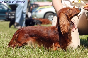Jamnik długowłosy króliczy