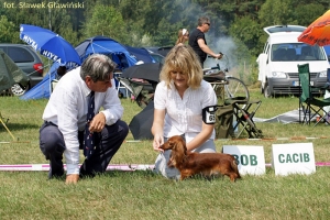 Jamnik długowłosy króliczy