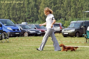 Jamnik długowłosy Aluzja Ani Mru Mru