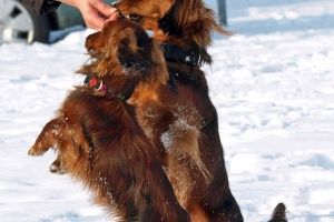 Jamniki długowłose zimą