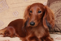 Urodziny Alchiego