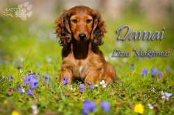 Wiosenne pozdrowienia od Damai