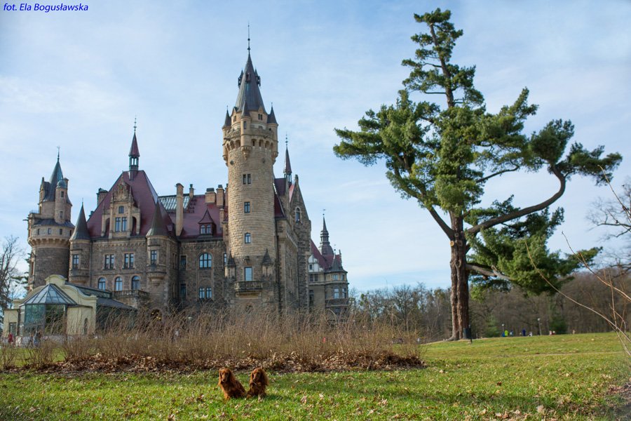 jamniki długowłose królicze z panoramą zamku