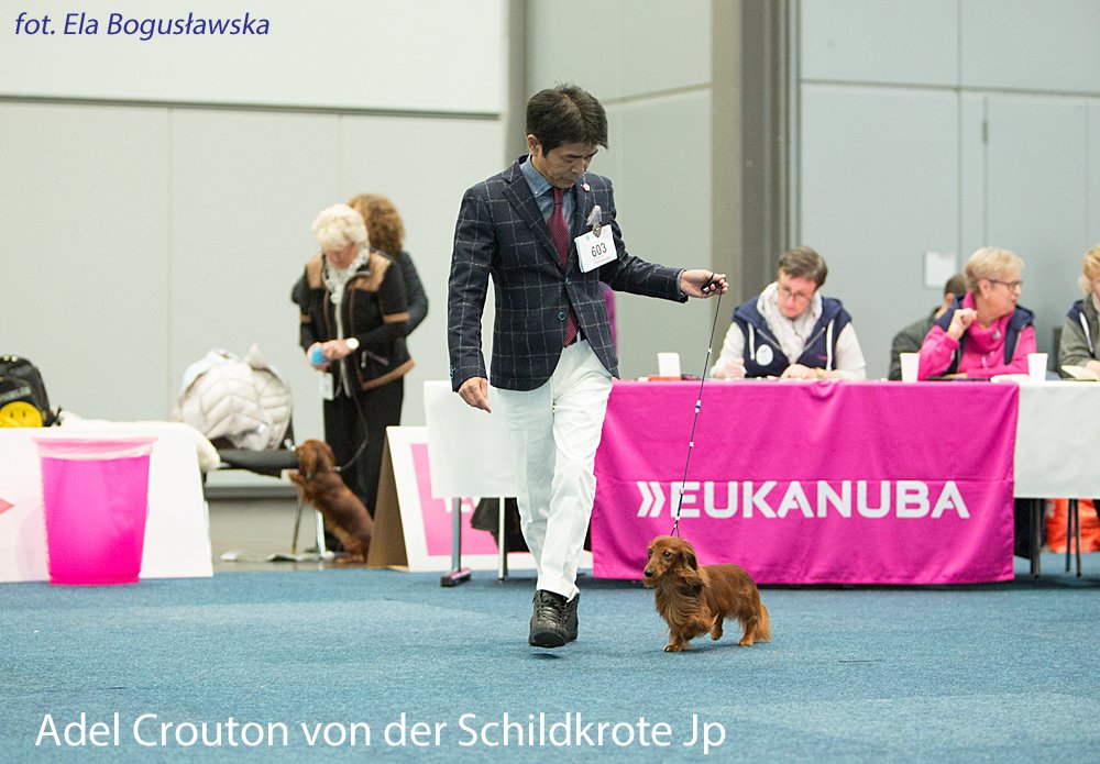 Adel Crouton von der Schildkrote Jp 2