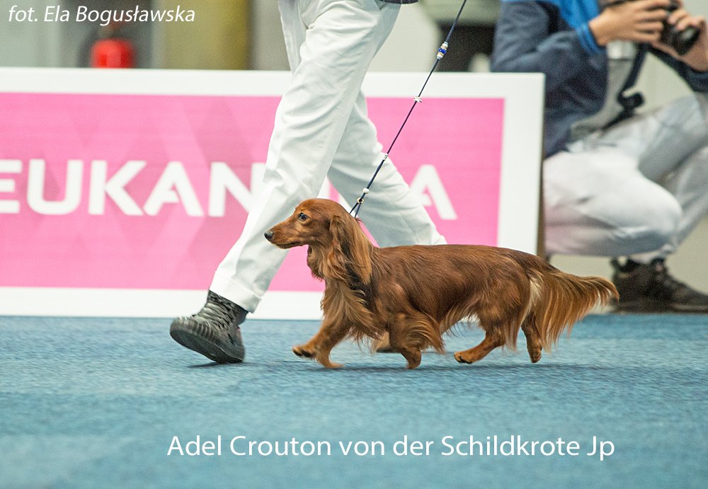 Adel Crouton von der Schildkrote Jp 3
