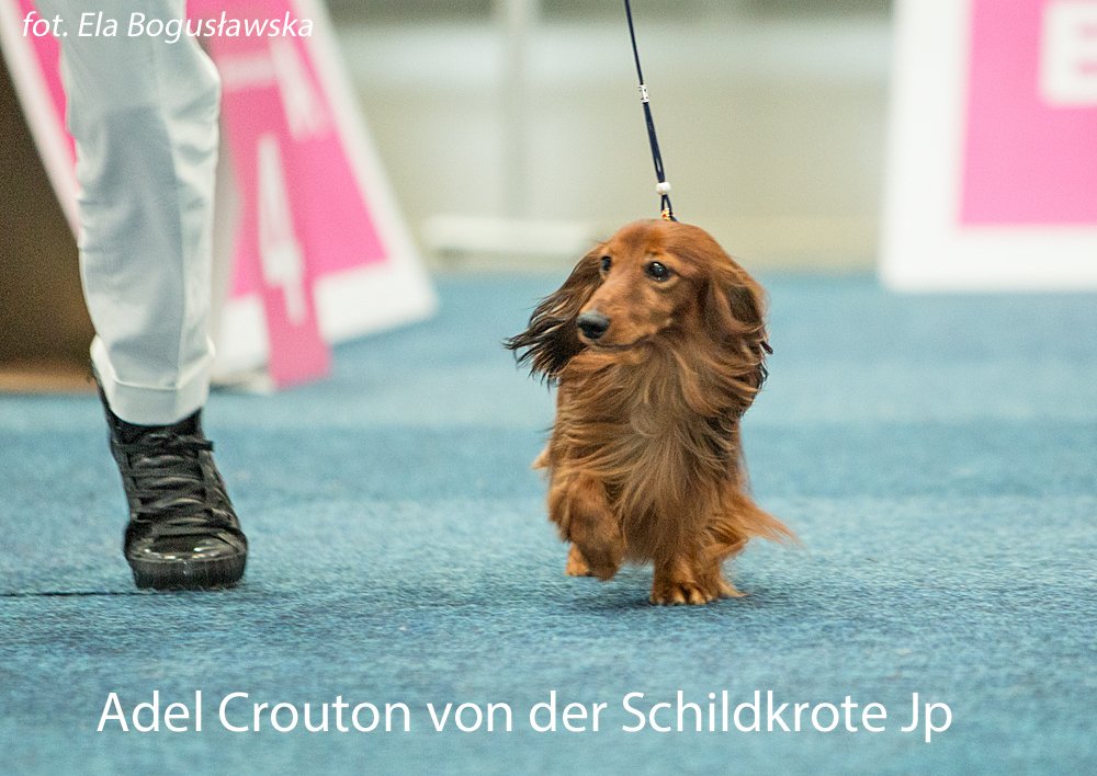 Adel Crouton von der Schildkrote Jp 4