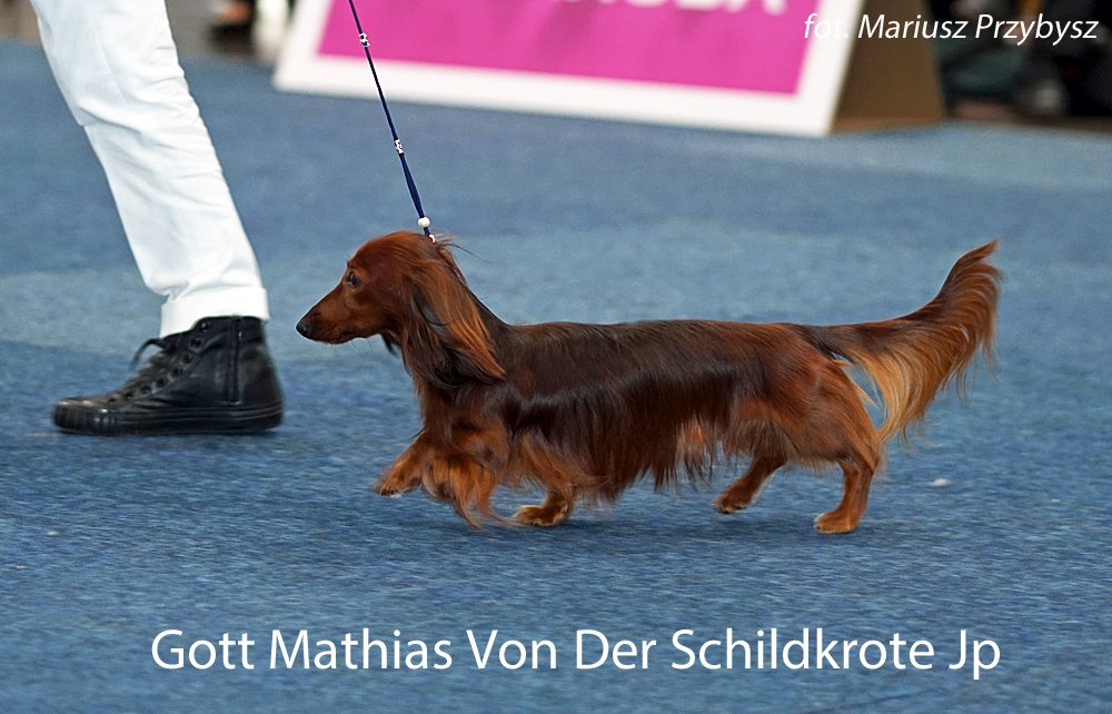Gott Mathias Von Der Schildkrote Jp 2 pm