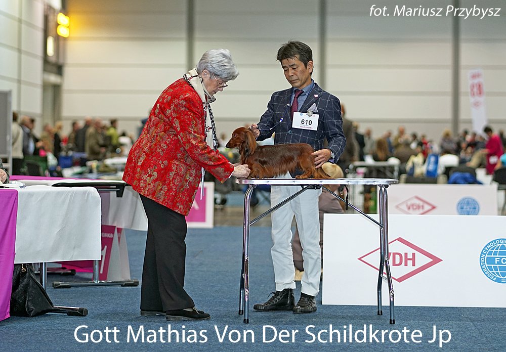 Gott Mathias Von Der Schildkrote Jp pm
