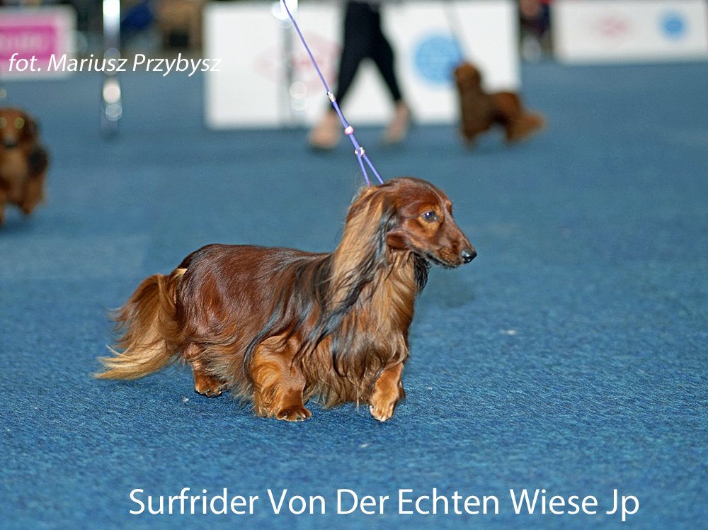 Surfrider Von Der Echten Wiese Jp 2 pm
