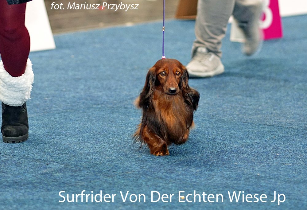 Surfrider Von Der Echten Wiese Jp 4 pm