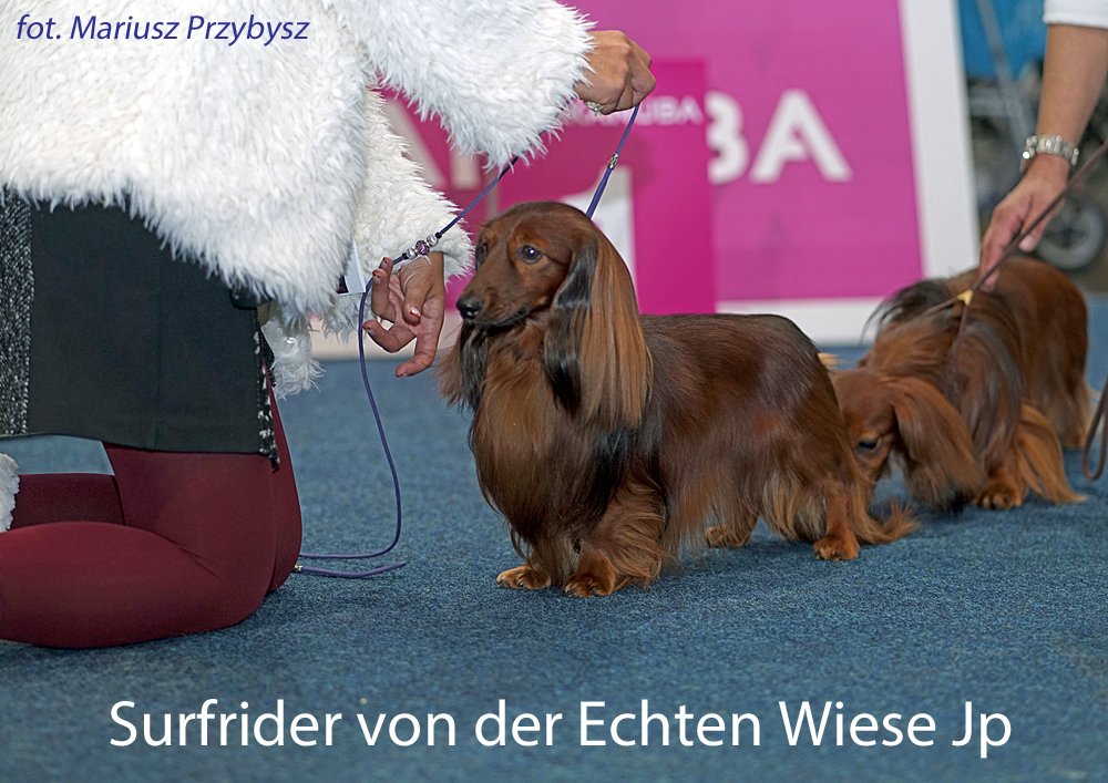 Surfrider Von Der Echten Wiese Jp 5 pm
