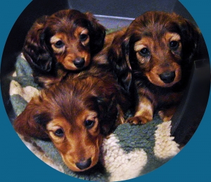 Dzieci Shergola i Hardy