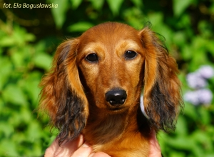 Pożegnanie malutkiej Elsu