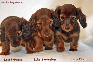 Wizyta u szczeniąt w Olsztynie