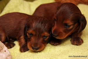 Maluchy Aluzji mają trzy tygodnie