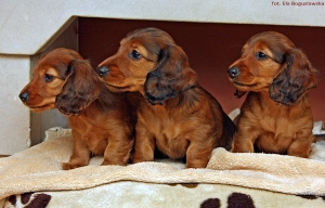 Nowe zdjęcia dzieci Basima i Cake