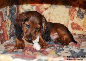 Pozdrowienia od Szamana