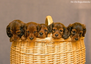 Wizyta u maluch&oacute;w Basima i spotkanie z Damai