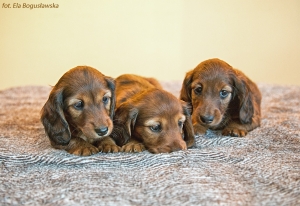 Maluchy Basima i Kopciuszka już po przeglądzie miotu