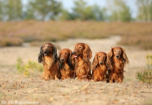 Szaleństwa na wrzosowiskach