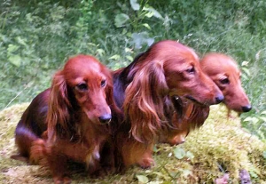 Damai jamnikiem użytkowym